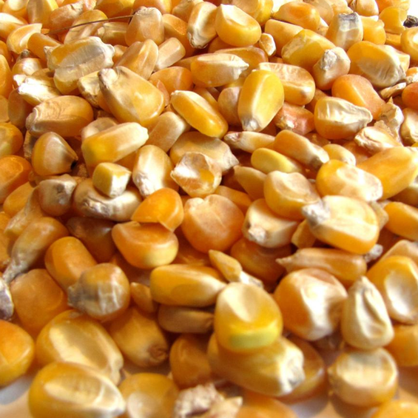 Green Maize (500g)