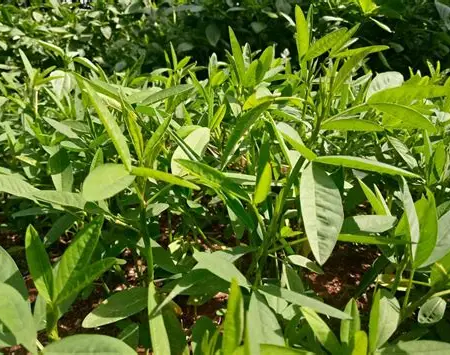 Mitoo/Miroo (500g)