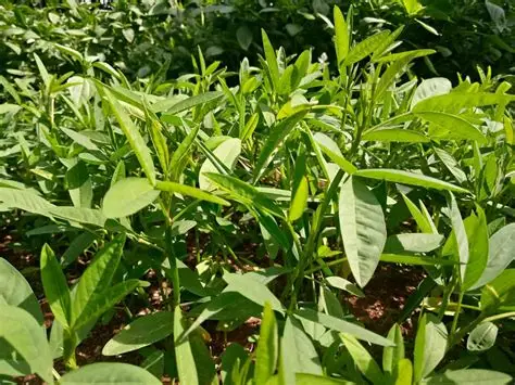 Mitoo/Miroo (500g)