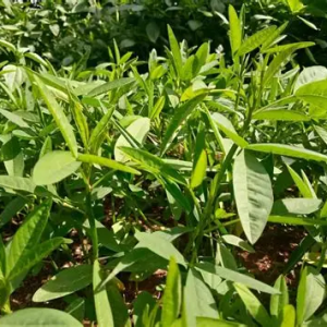 mitoo Mitoo/Miroo (1kg)