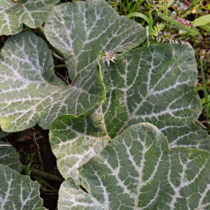 Seveve & Mitoo (1kg)